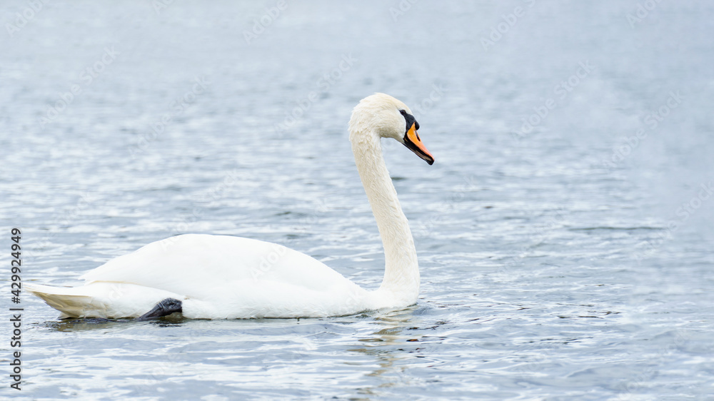 graceful white swan on the river, swans in the wild. portrait of a swan graceful white swan on the river, swans in the wild. portrait of a swan