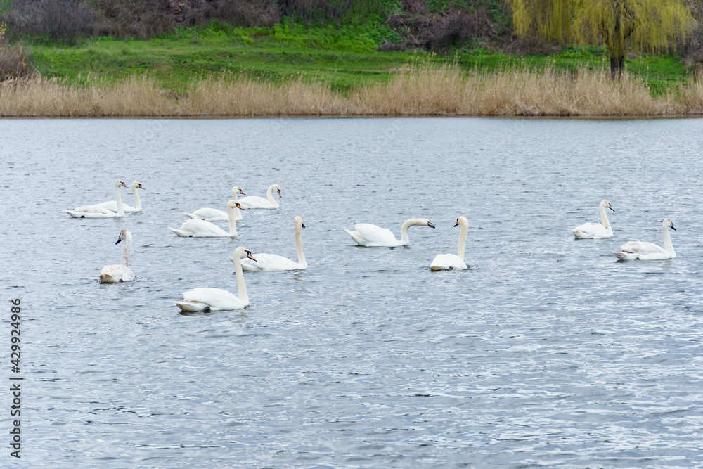 Flock of white swans on the river. Beautiful white birds floating on the water. swans looking for food.