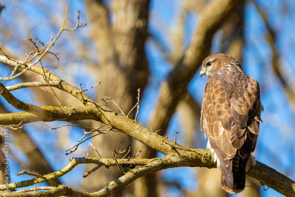 Buzzard in the forest. Sitting on a branch of a deciduous tree in winter. Wildlife Bird of Prey,. Detailed feathers in close up. Blue sky behind the trees. Wildlife scene from nature, seen from behind Buzzard in the forest. Sitting on a branch of a deciduous tree in winter. Wildlife Bird of Prey,. Detailed feathers in close up. Blue sky behind the trees. Wildlife scene from nature, seen from behind