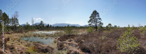 Moorlandschaft Eulenau photo