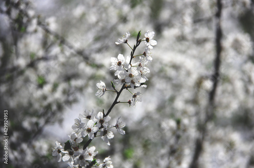 Spring flowering cherry branches