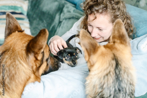 Young woman is sitting on the sofa with her little Jack Russell Terrier puppy in her arms. Two out of focus German Shepherds are looking curiously at the puppy. Selective focus