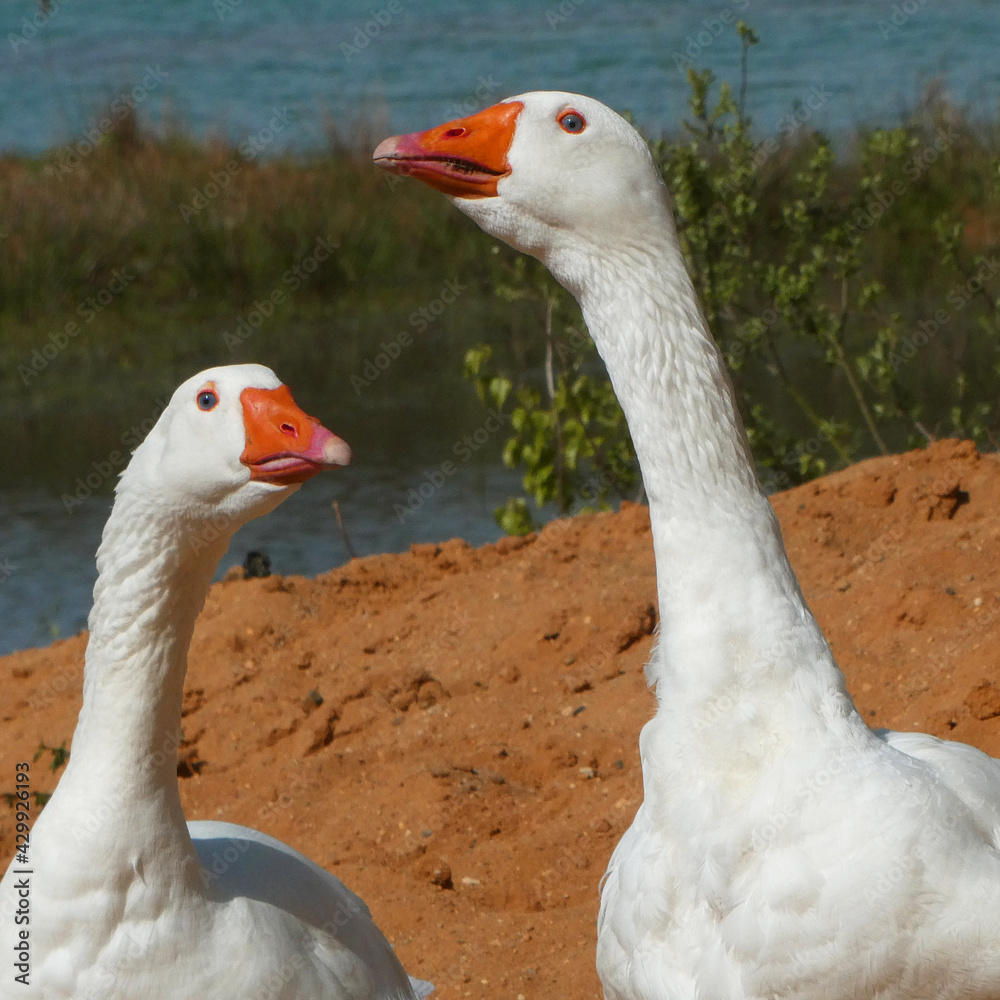 Portrait of two blue eyed white geese
Portrait of two blue eyed white geese