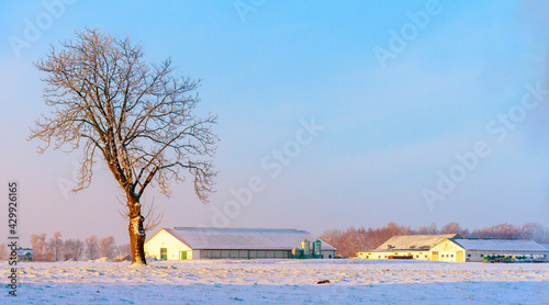 Lonely mighty tree in the morning sun.