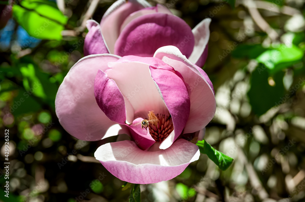 Fototapeta premium A bee flies out of a large pink magnolia flower
