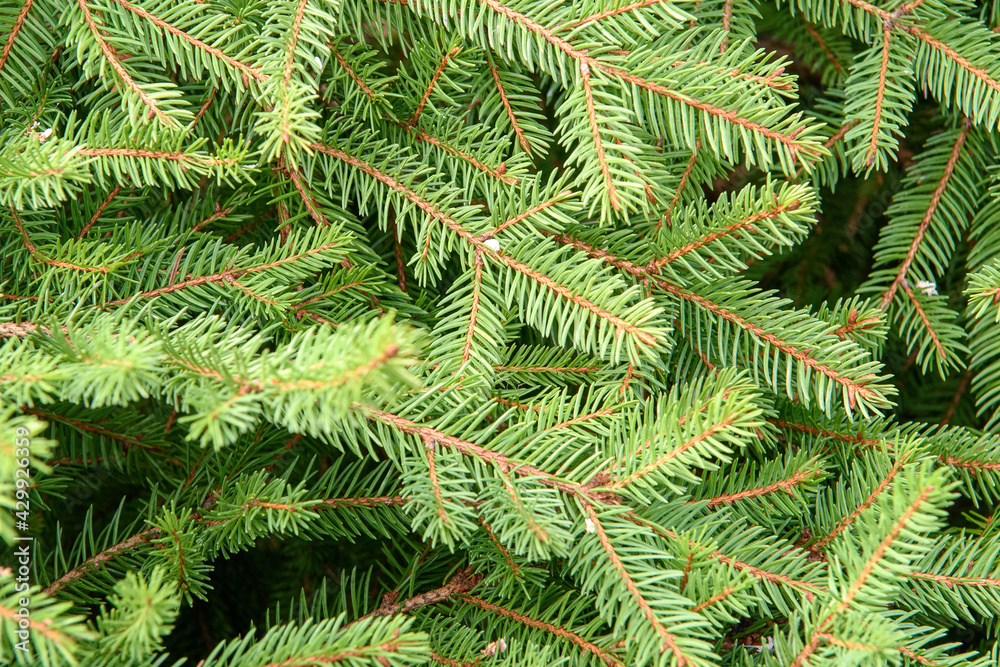 Green branches of a coniferous tree background close-up Green branches of a coniferous tree background close-up