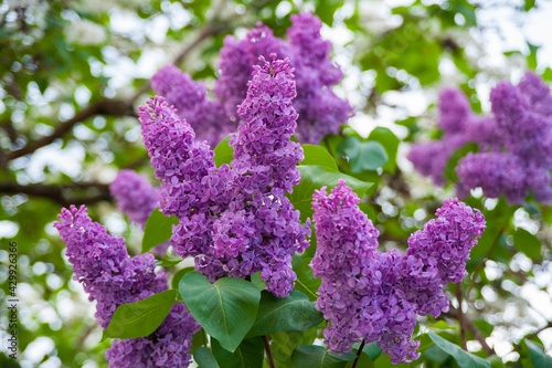 Beautiful branch of purple lilac, blooming profusely