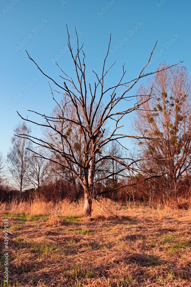 Fototapeta premium tree in autumn