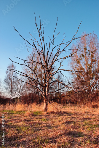 Fototapeta Naklejka Na Ścianę i Meble -  tree in autumn