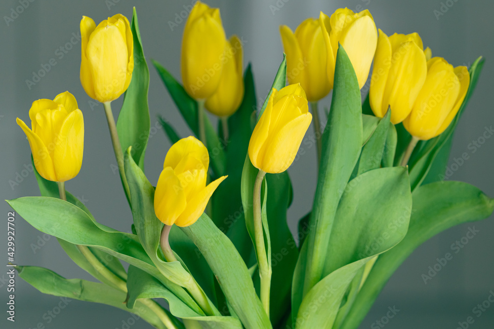 bukiet żółtych tulipanów