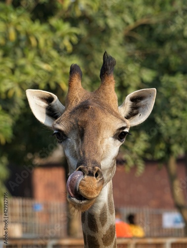 Nose picking Giraffe