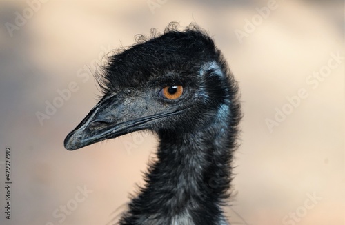 Emu Snap