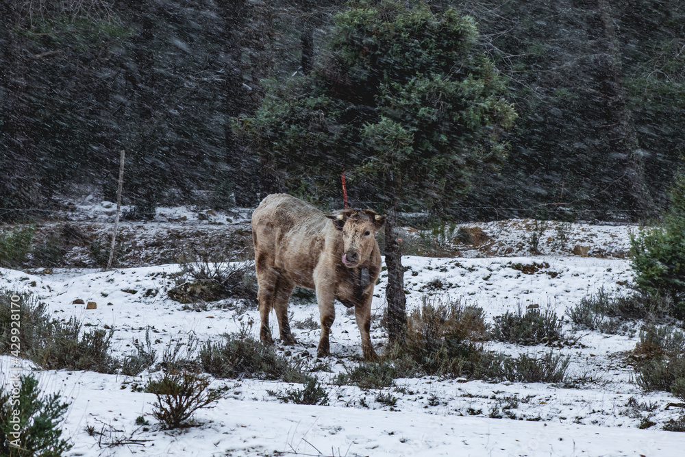 cow sticking out its tongue during a snowstorm in the middle of winter cow sticking out its tongue during a snowstorm in the middle of winter