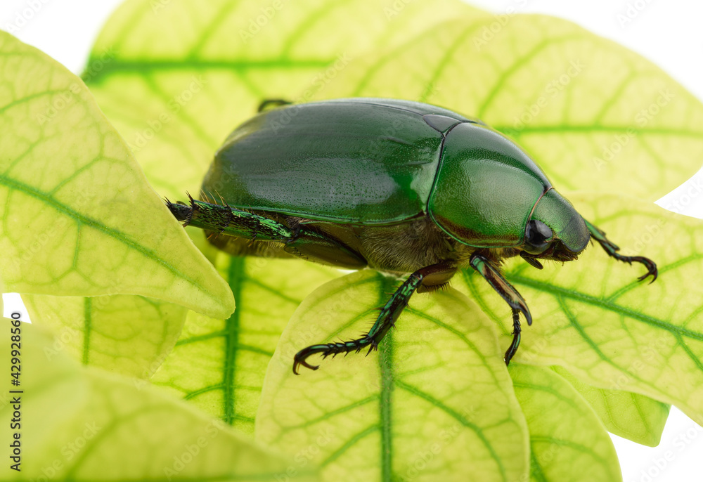 Beetle wing green with leaves on white background.