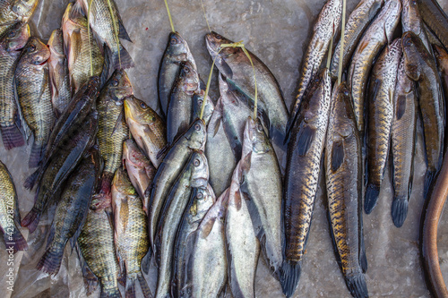 Fresh catch of freshwater fish at the street food market near the Inle Lake in Burma, Myanmar