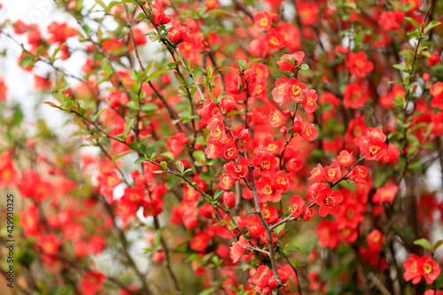 Flowers of Chaenomeles speciosa