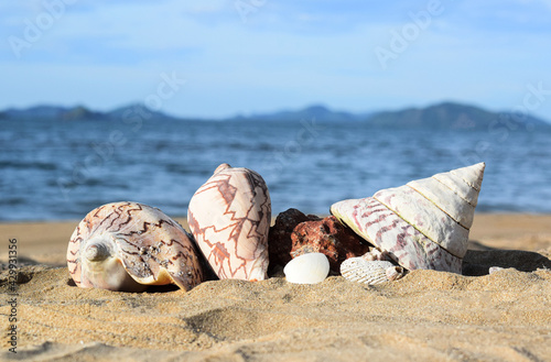 Summer photo of shells on beach and free space for your decoration