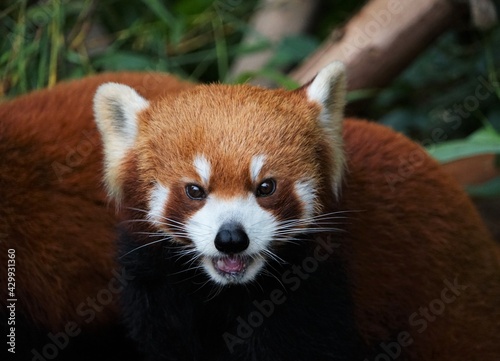 Red Panda Close up