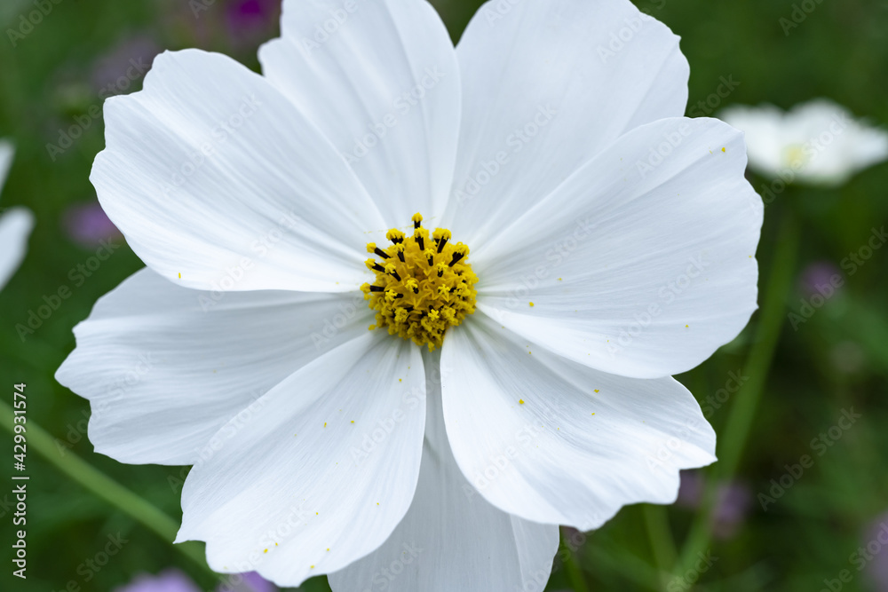 Fototapeta premium 見頃を迎えた秋桜