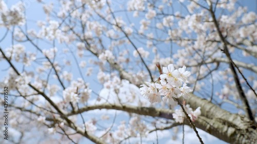 烏帽子山公園桜まつり