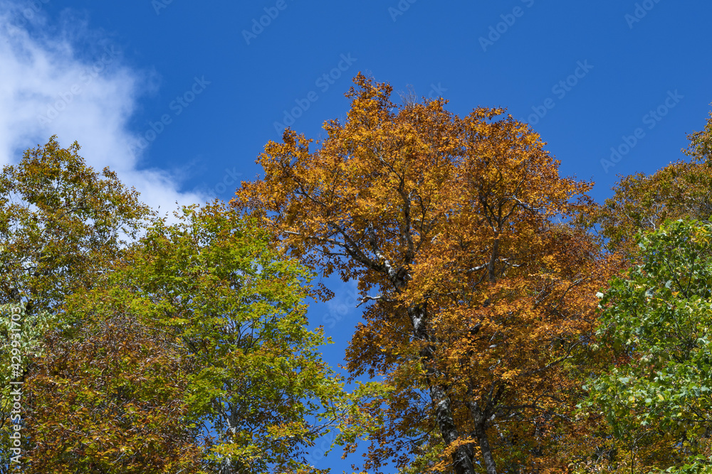 青い空と色づいた森