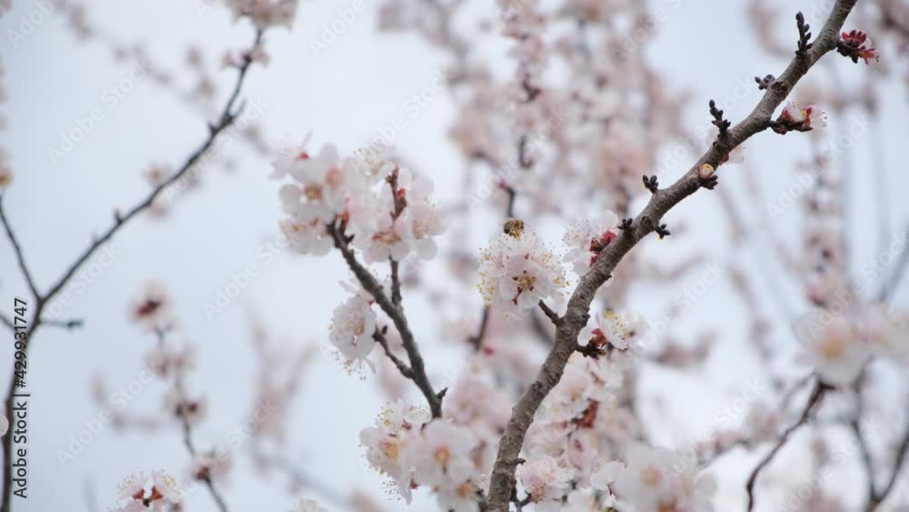 Bees on flowering apricot branches 4k25 200 M bit sec
