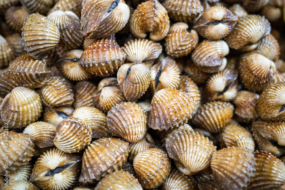 Pile of sea cockles shell in the market