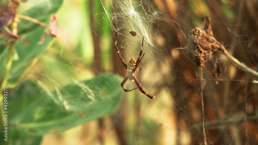 tropical spider on web insect hunting. spider predator on the web tropical spider on web insect hunting. spider predator on the web
