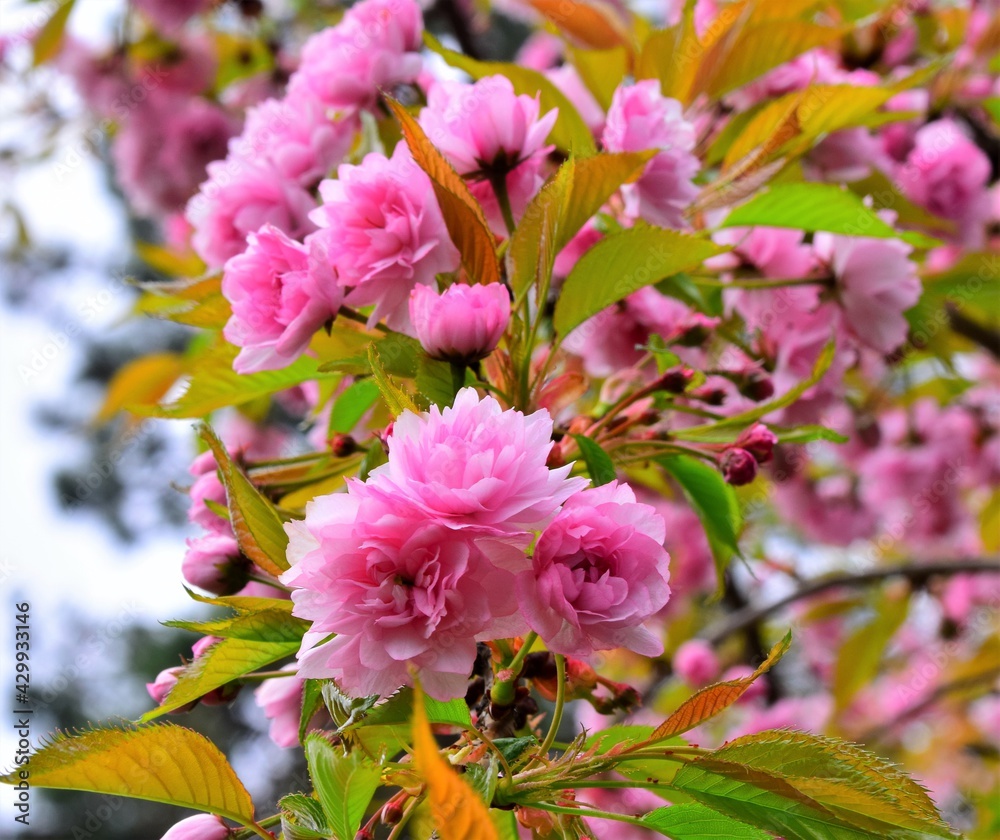 Obraz premium pink and white flowers