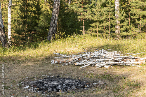 White birch trunks for a bonfire are by a fireplace in the forest in sunny summer day