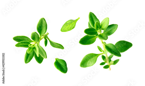 Fresh thyme isolated on white background