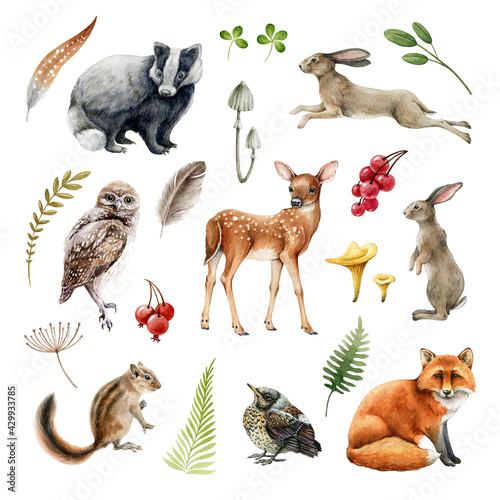 Photography Forest wild animal set