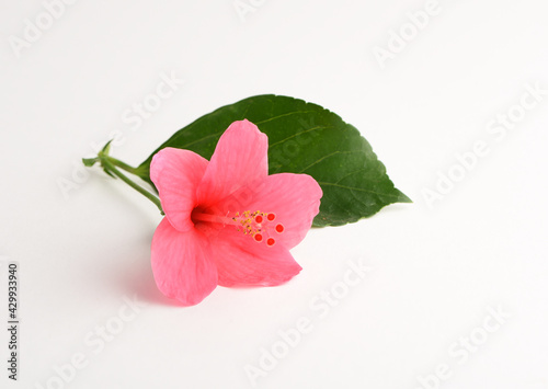 Hibiscus Indian red Flower Herbal Medicinal photo