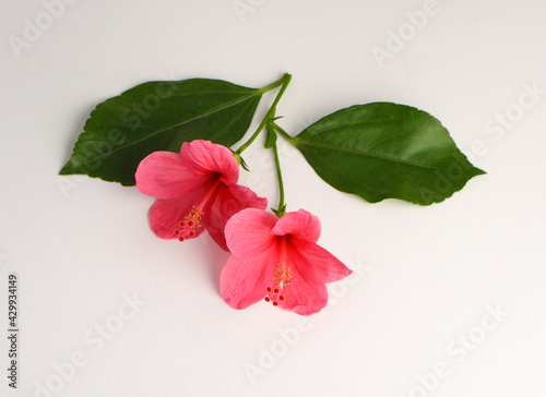 Hibiscus Indian red Flower Herbal Medicinal