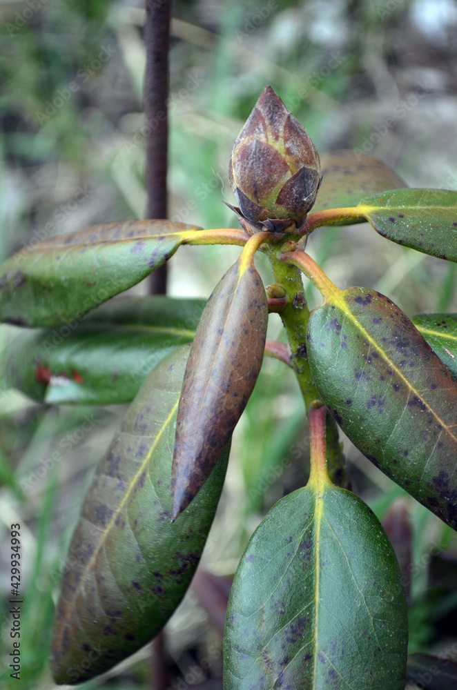 Leaves of rhododendron damaged by Fusarium oxysporum or Phytophthora