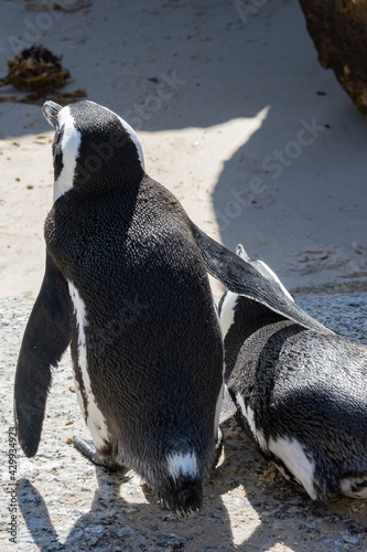 Fototapeta Naklejka Na Ścianę i Meble -  A couple of african penguin stay close together at boulders beach South Africa