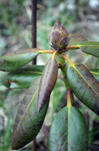 Leaves of rhododendron damaged by Fusarium oxysporum or Phytophthora cinnamomi Rands, fungal diseases of rhododendrons