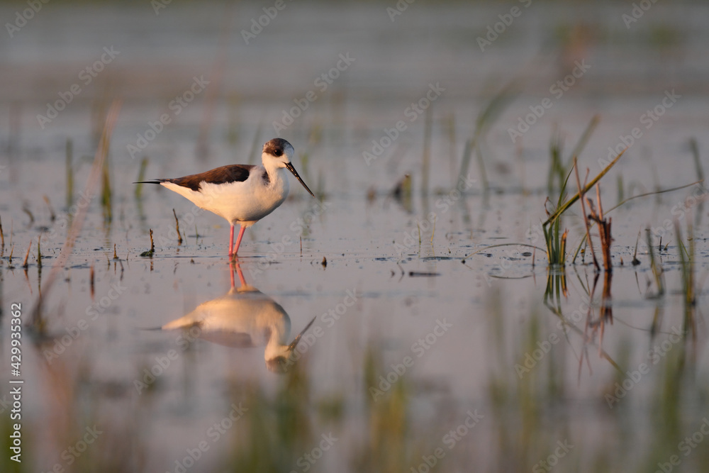 Black-winged stilt - himantopus himantopus wading in the water, red legs black and white wader Black-winged stilt - himantopus himantopus wading in the water, red legs black and white wader