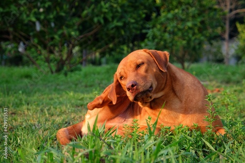 dog in the grass