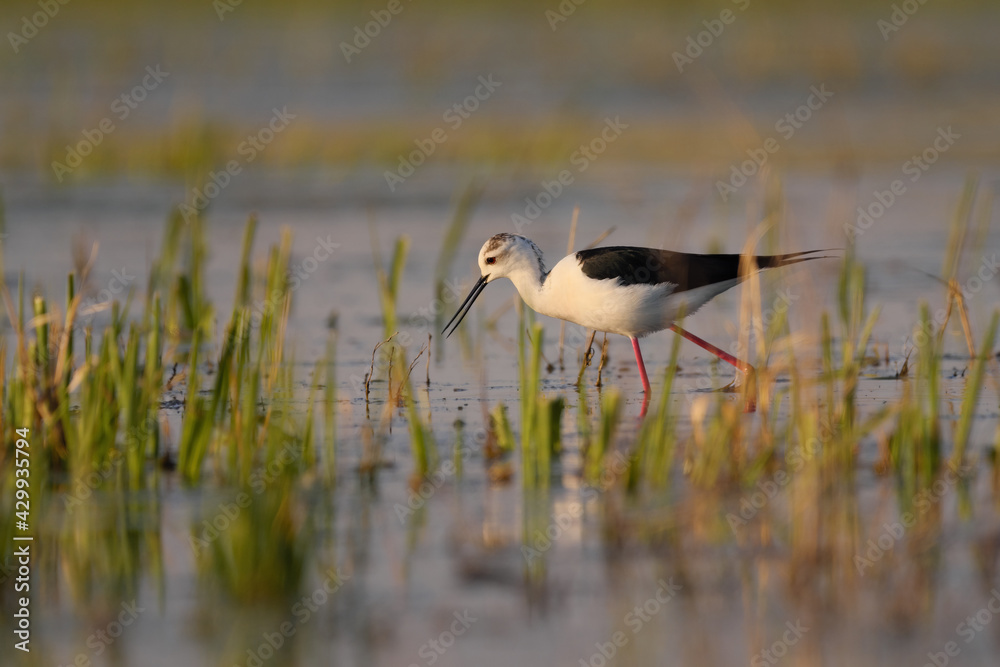 Black-winged stilt - himantopus himantopus wading in the water, red legs black and white wader Black-winged stilt - himantopus himantopus wading in the water, red legs black and white wader