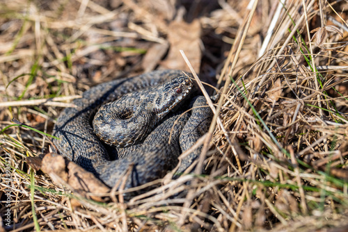 Viper snake on the ground