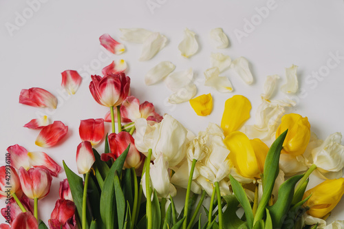 Tulips are white, red, yellow, wilted after the holiday. Copyspace.