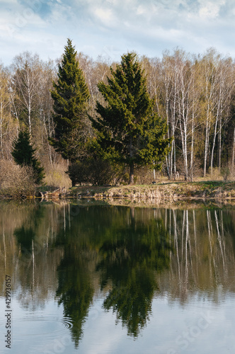 summer landscape reflection of a tree in a pond. lonely coniferous tree on the river bank.