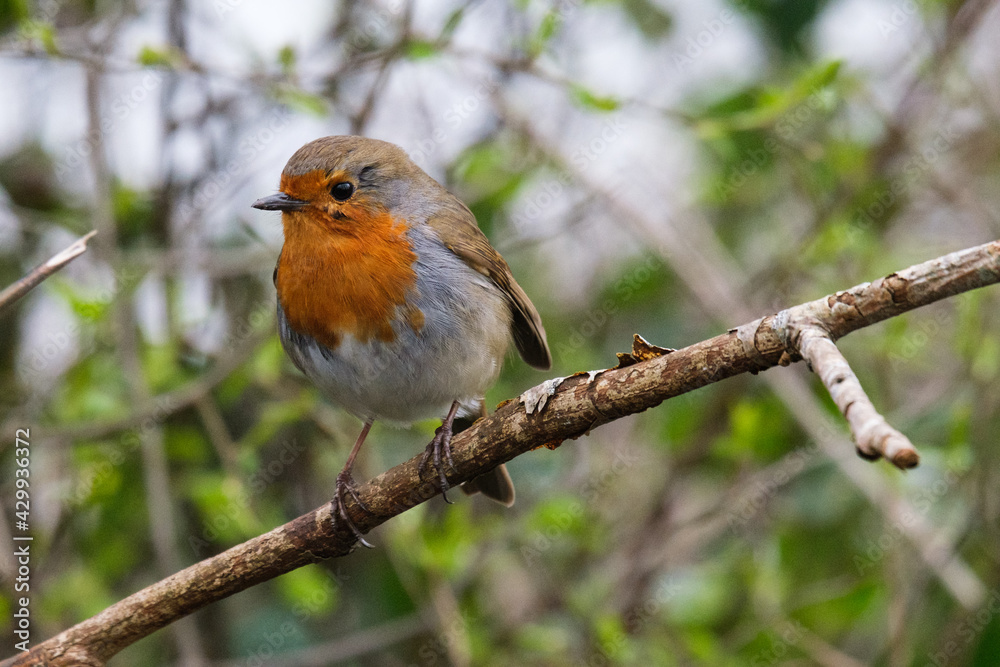 European Robin (Erithacus rubecula), Victoria Park, Belfast, Northern Ireland, UK