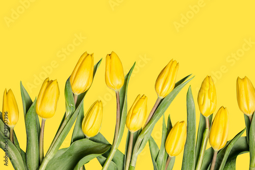 Yellow tulips isolated on yellow. Bouquet gift for mothers day. Pastel color floral background. Vibrant flowers women day empty copy space. Spring fresh beauty texture. #429937396