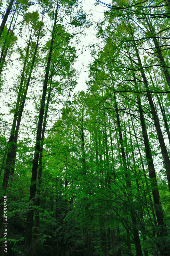 In the fresh green forest where the green is bright In the fresh green forest where the green is bright