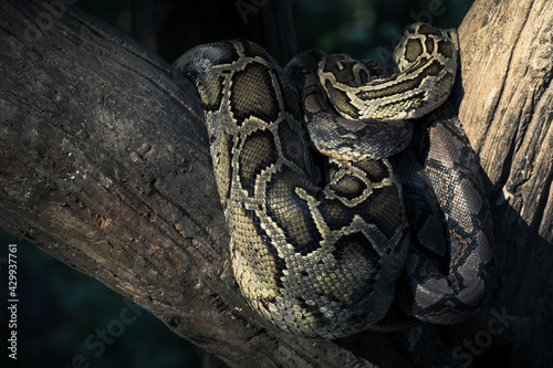 Close-up of a big Reticulated Python or Malayopython reticulatus curl oneself up on a wooden branch