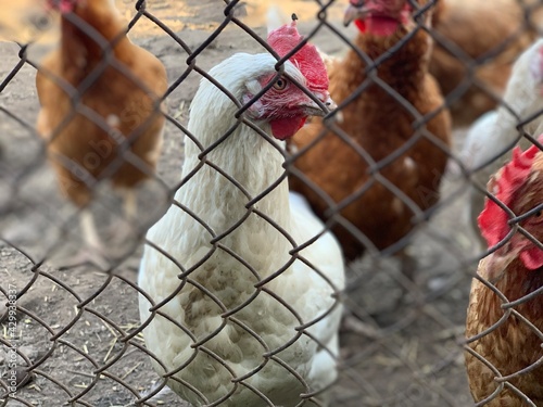 Live red chicken close-up. Close-up of a red hen's head behind a mesh fence.