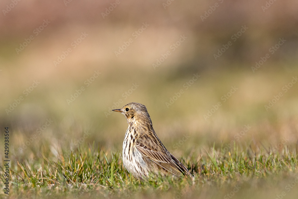Meadow pipit bird standing on a meadow in Sweden, Scandinavia at Säby kile, Tjörn Meadow pipit bird standing on a meadow in Sweden, Scandinavia at Säby kile, Tjörn
