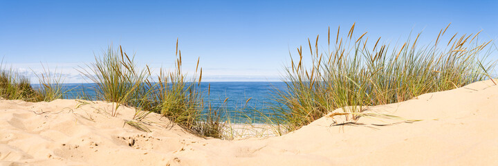 Sand dunes panorama with beach grass